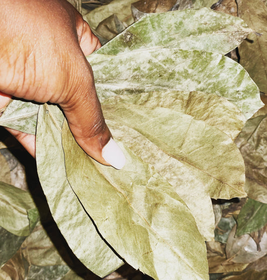 Soursop Graviola Leaves